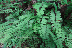 Adiantum philippense